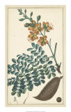 Tropical Infusion III Posters