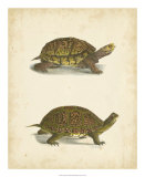 Turtle Duo III Prints by J.W. Hill