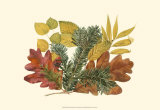 White Oak, Balsam Fir, and Yew Birch Prints by Denton 