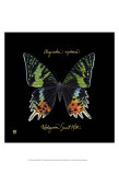Striking Butterfly II Posters by Ginny Joyner