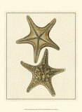 Crackled Antique Shells VIII Print by Denis Diderot