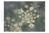 Queen Ann's Lace III Láminas por Meghan McSweeney