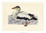 Duck III Affiches par John Selby