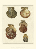 Denis Diderot - Crackled Antique Shells I - Sanat Denis Diderot - Crackled Antique Shells I - Sanat
