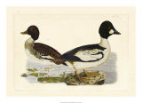 Duck I Láminas por John Selby