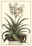 Antique Munting Aloe III Posters by Abraham Munting