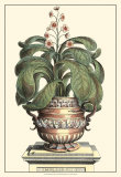 Antique Munting Aloe II Art by Abraham Munting