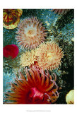 Graphic Sea Anemone III Kunstdrucke