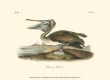 Pélican brun Affiches par John James Audubon