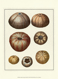 Denis Diderot - Crackled Antique Shells III - Poster