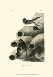 Cliff Swallow Affiches par John James Audubon