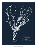 Impressions on Indigo II Pósters