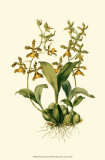 Orchid Array II Posters by Drake 