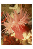 Graphic Sea Anemone I Poster