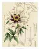 Floral Pairings II Posters