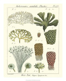 Coral Classification I Láminas