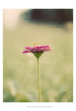 Flower Portrait I Arte por Meghan McSweeney