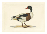 Duck II Posters par John Selby