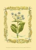 Borage Prints by Wendy Russell