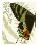 Butterfly Symmetry I Posters