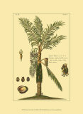 Printed Exotic Palm VI Posters av Pierre-Joseph Buchoz Printed Exotic Palm VI Posters av Pierre-Joseph Buchoz
