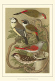 Pet Songbirds III Prints by Cassel 