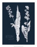 Impressions on Indigo IV Posters