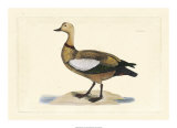 Duck V Arte por John Selby