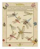 Dragonfly Manuscript IV Posters by Jaggu Prasad