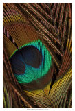 Peacock Feathers II Prints