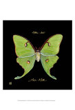 Striking Butterfly IV Posters by Ginny Joyner