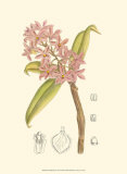 Orchid Plenty III Posters par Samuel Curtis