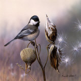 Chickadee and Milkweed Art by Russ Cobane