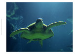 Aegean Sea Turtles II Print