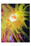 Graphic Sea Anemone II Kunstdruck