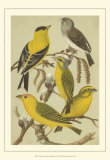 Pet Songbirds III Affiches par Cassel 