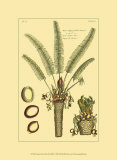Printed Exotic Palm III Prints by Pierre-Joseph Buchoz