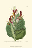 Antique Canna II Prints by Van Houtt 