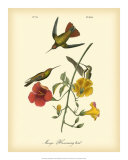 Mango Hummingbird Posters by John James Audubon