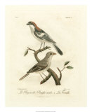Antique French Birds II Posters af Francois Langlois Antique French Birds II Posters af Francois Langlois