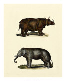 Animal Studies IV Póster