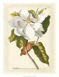 Magnificent Magnolias I Posters by Jacob Trew