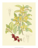 Berries and Blossoms IV Print by Samuel Curtis