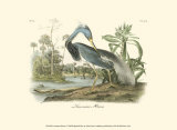 Louisiana Heron Posters by John James Audubon