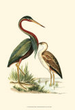 Water Birds III Posters
