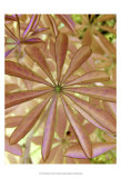 Woodland Plants in Red I Prints by Sharon Chandler