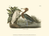 Aigrette roussâtre Art par John James Audubon