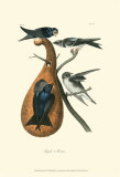 Purple Martin Art by John James Audubon