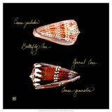 Striking Shells III Affiches par Ginny Joyner