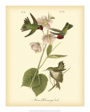 Anna Hummingbird Kunstdrucke von John James Audubon